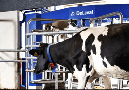 delaval